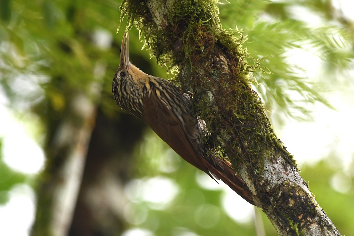 Streak-headed Woodcreeper - ML647420210