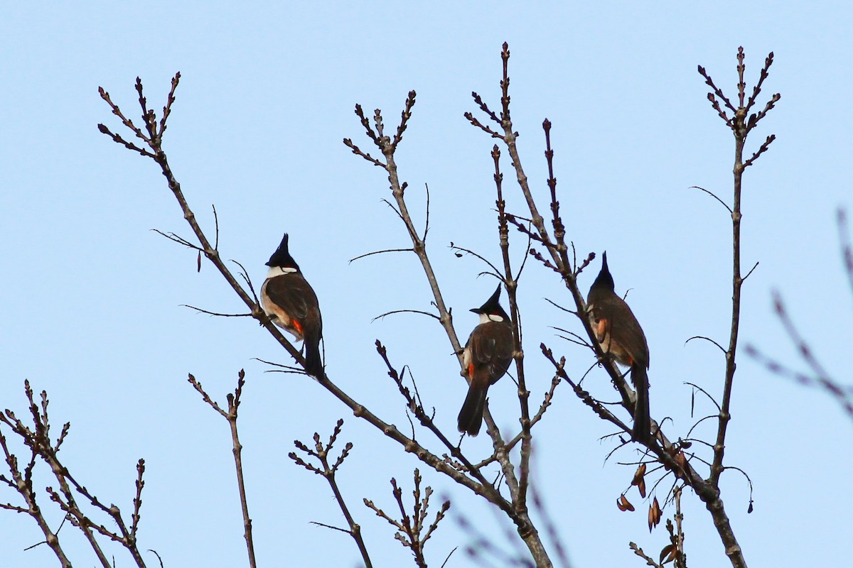 Red-whiskered Bulbul - ML647420211