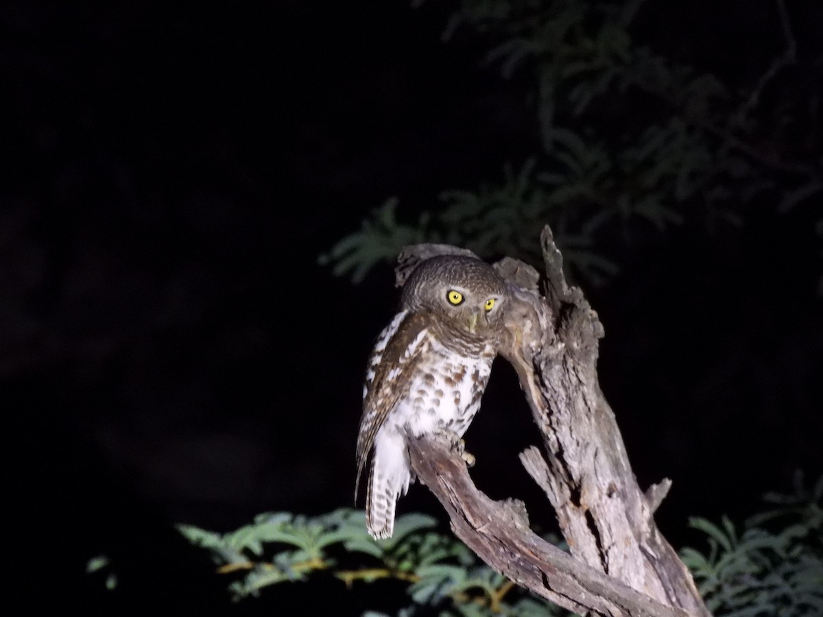 African Barred Owlet - ML647420212