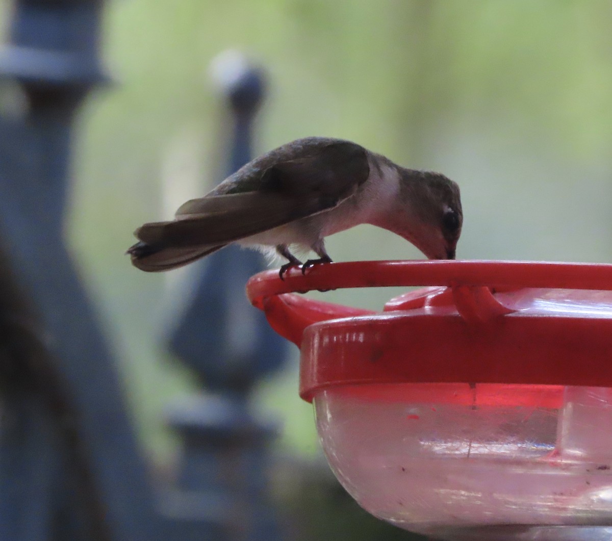 Black-chinned Hummingbird - ML647420214