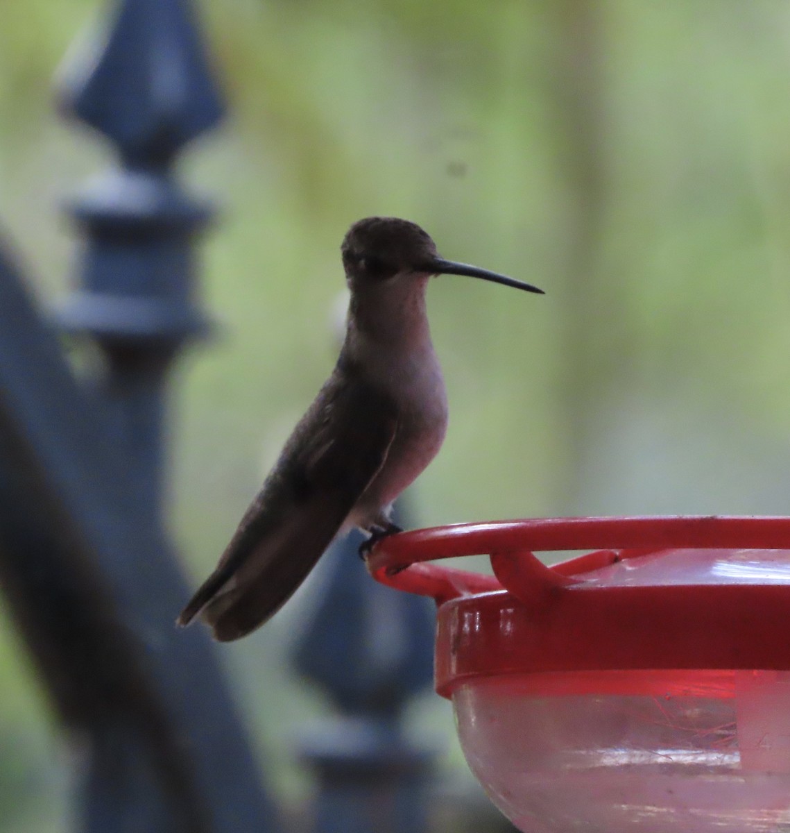 Black-chinned Hummingbird - ML647420215