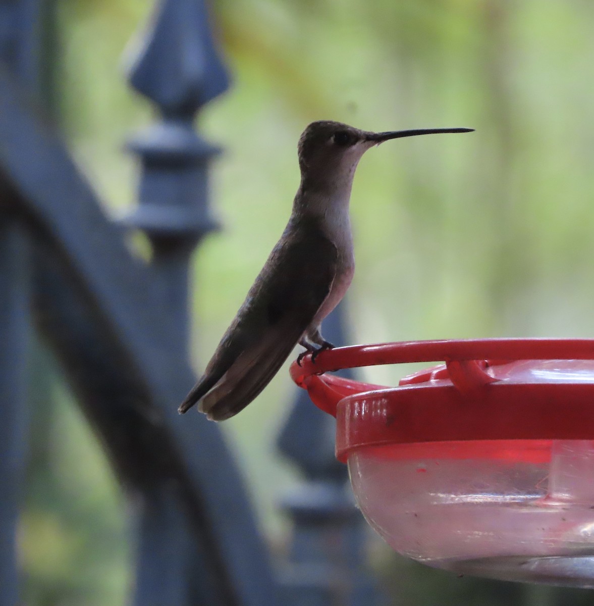 Black-chinned Hummingbird - ML647420216
