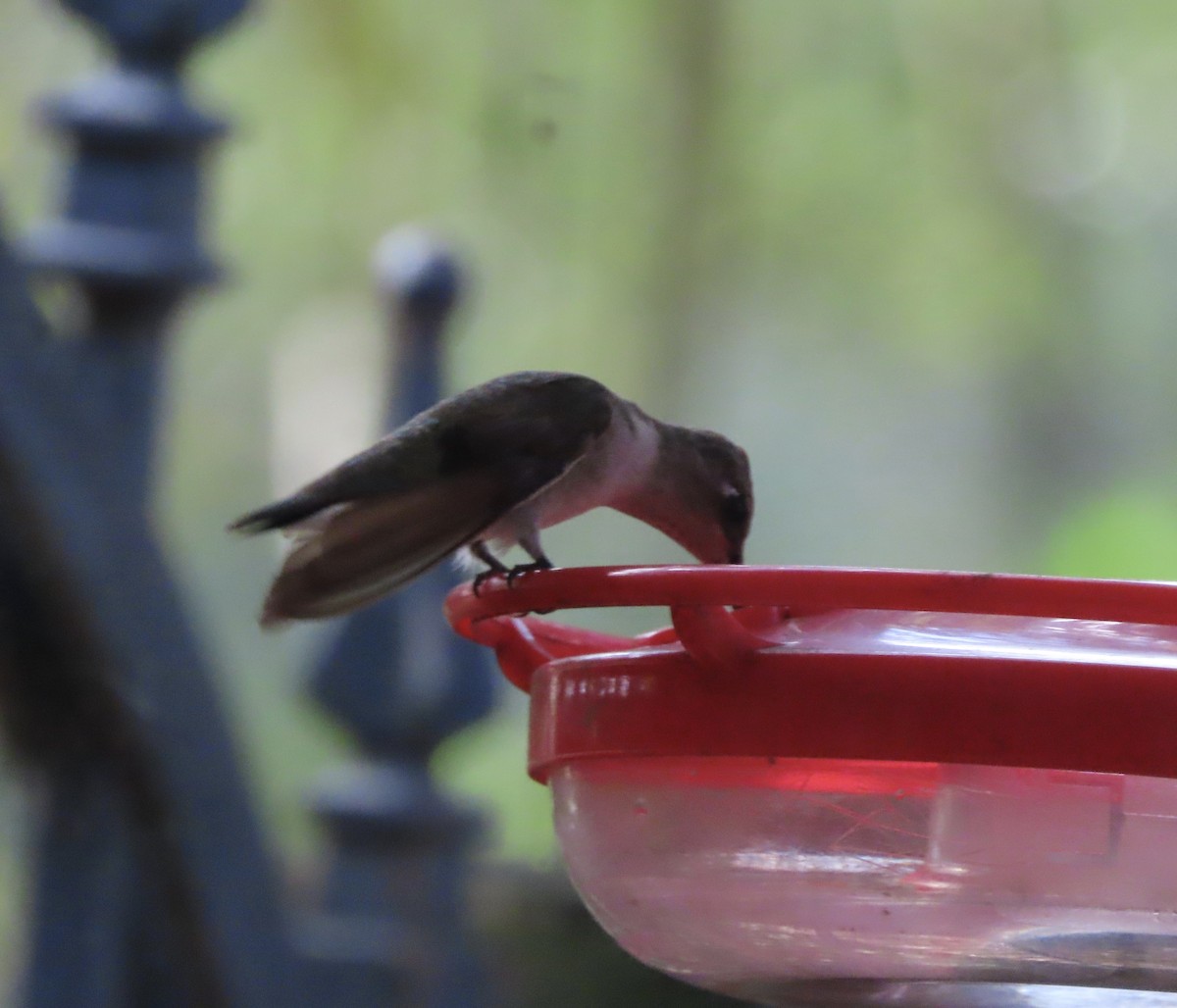 Black-chinned Hummingbird - ML647420217