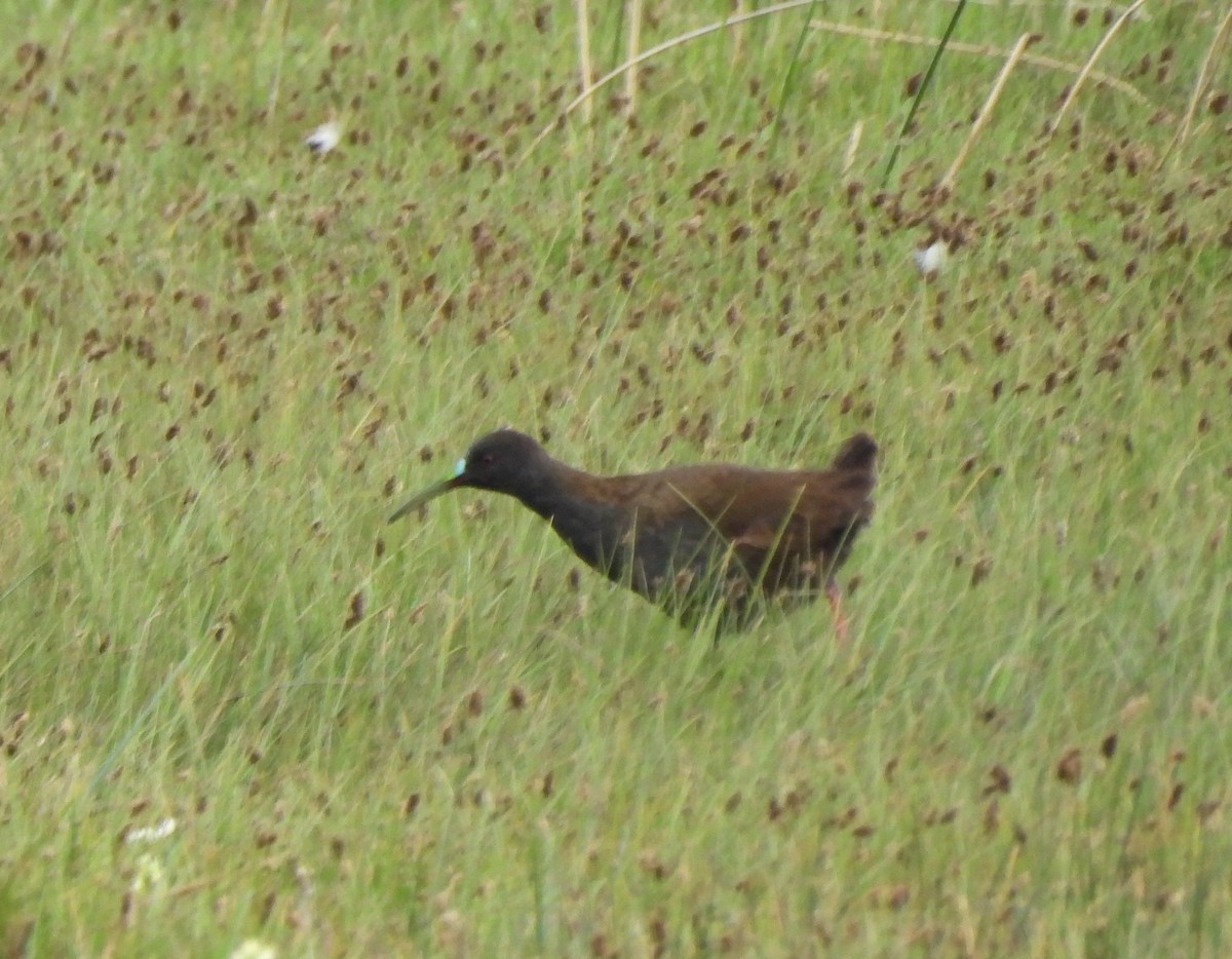 Kurşuni Sukılavuzu - ML647420218