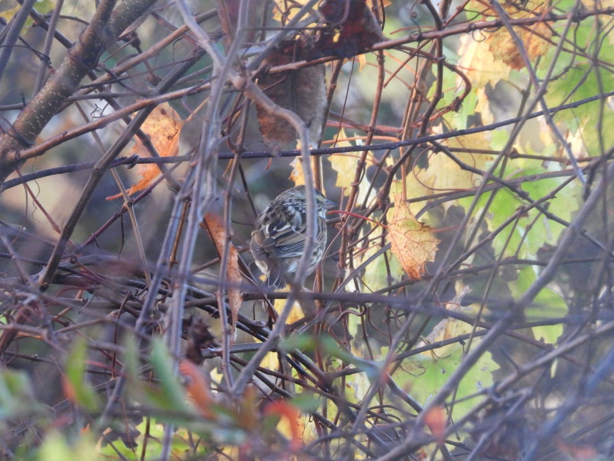 Savannah Sparrow - ML647420222