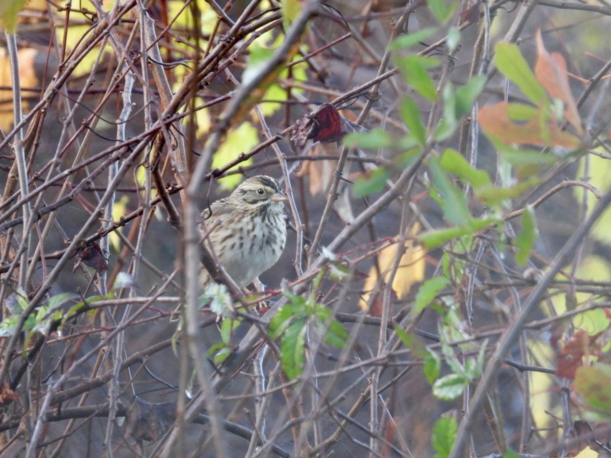 Savannah Sparrow - ML647420224