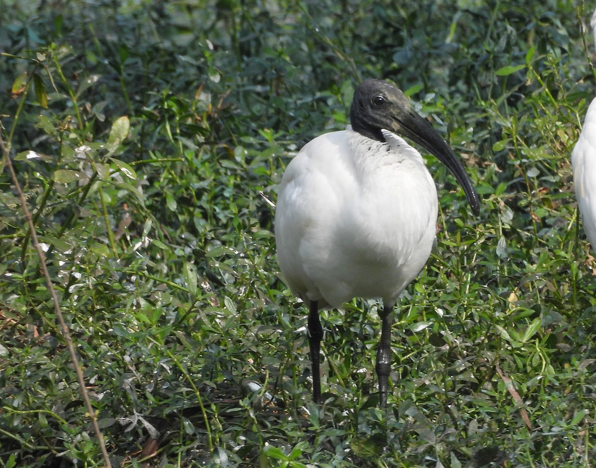 Хүрэн түрүүт билүүс - ML647420225