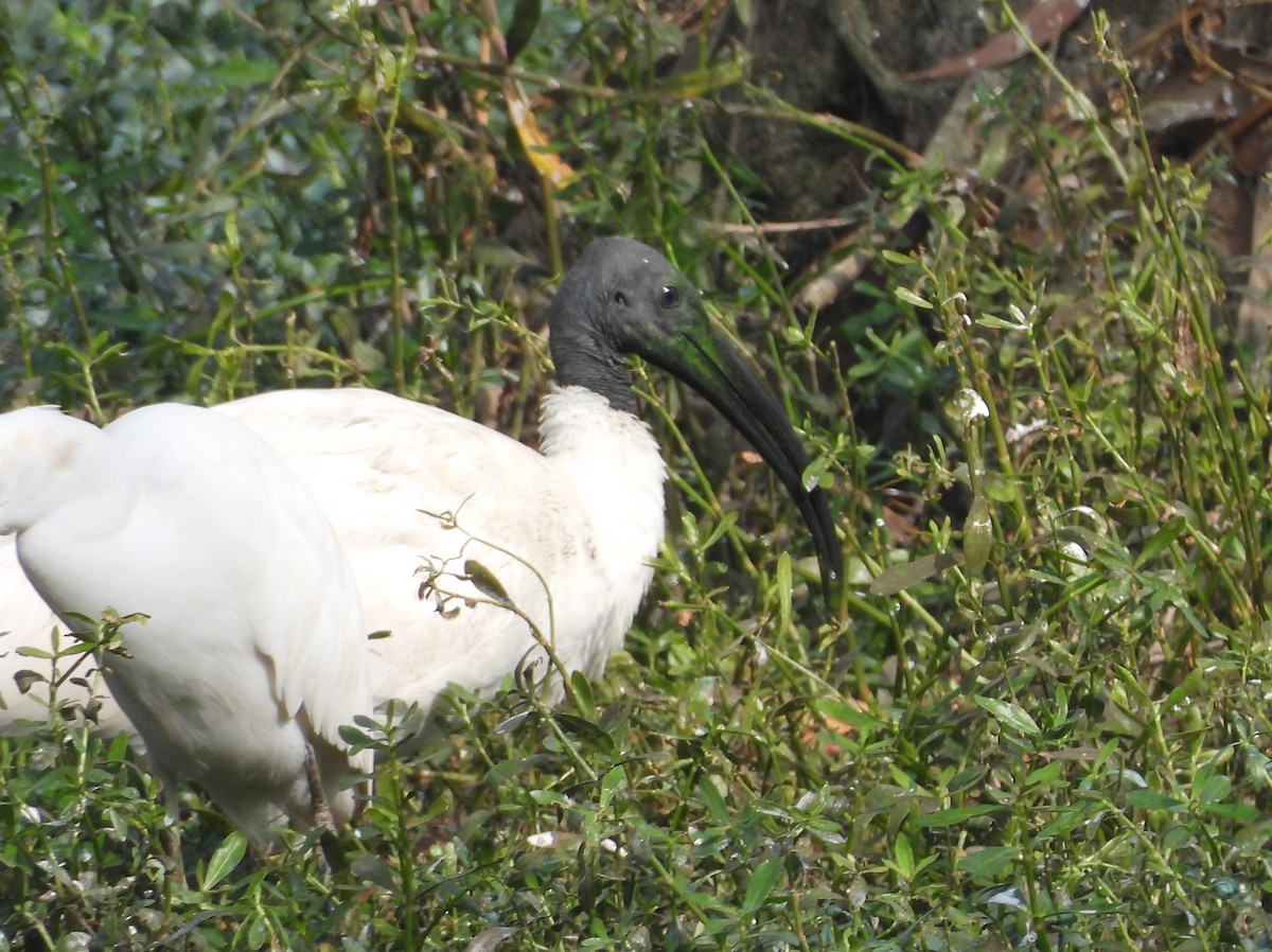 Хүрэн түрүүт билүүс - ML647420226