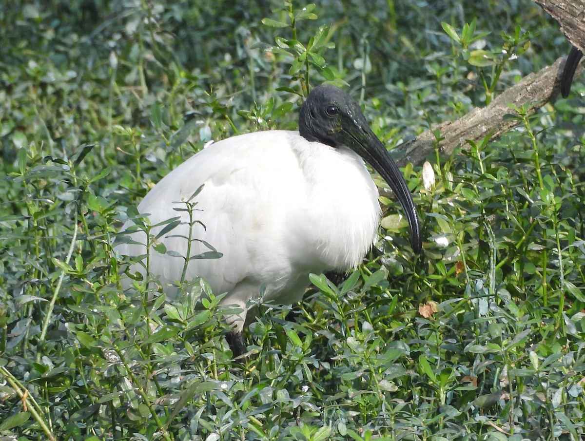 Хүрэн түрүүт билүүс - ML647420227