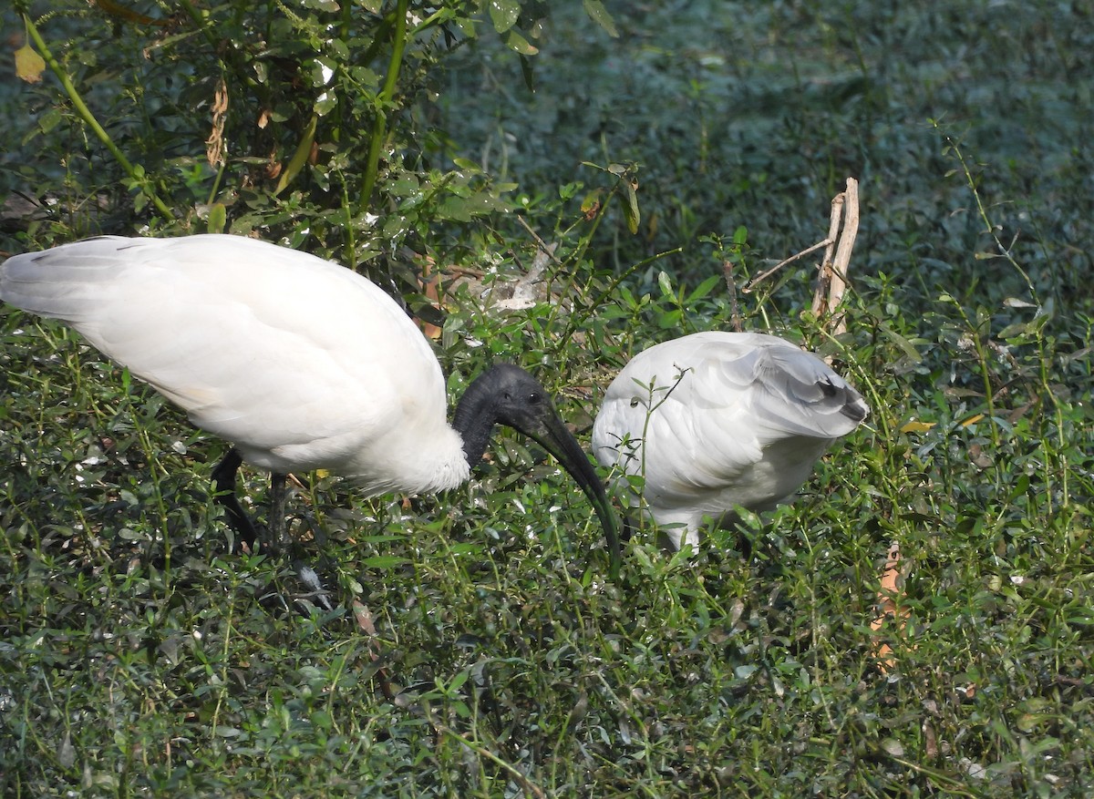 Хүрэн түрүүт билүүс - ML647420228