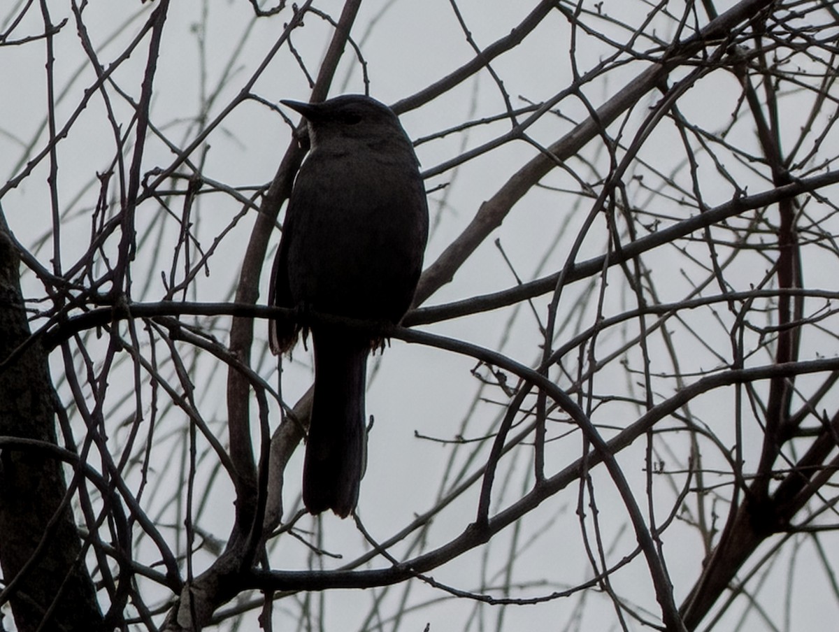 Пересмішник сірий - ML647420229