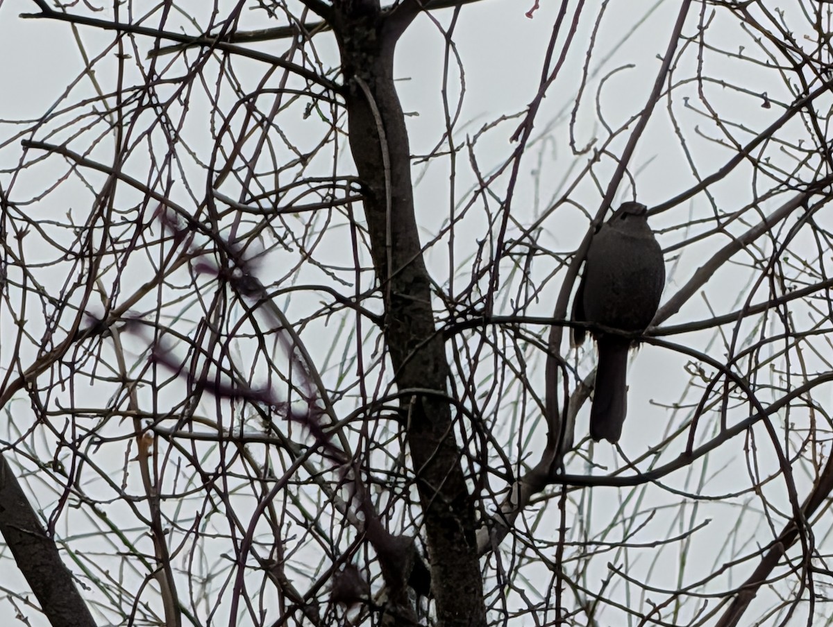 Пересмішник сірий - ML647420230