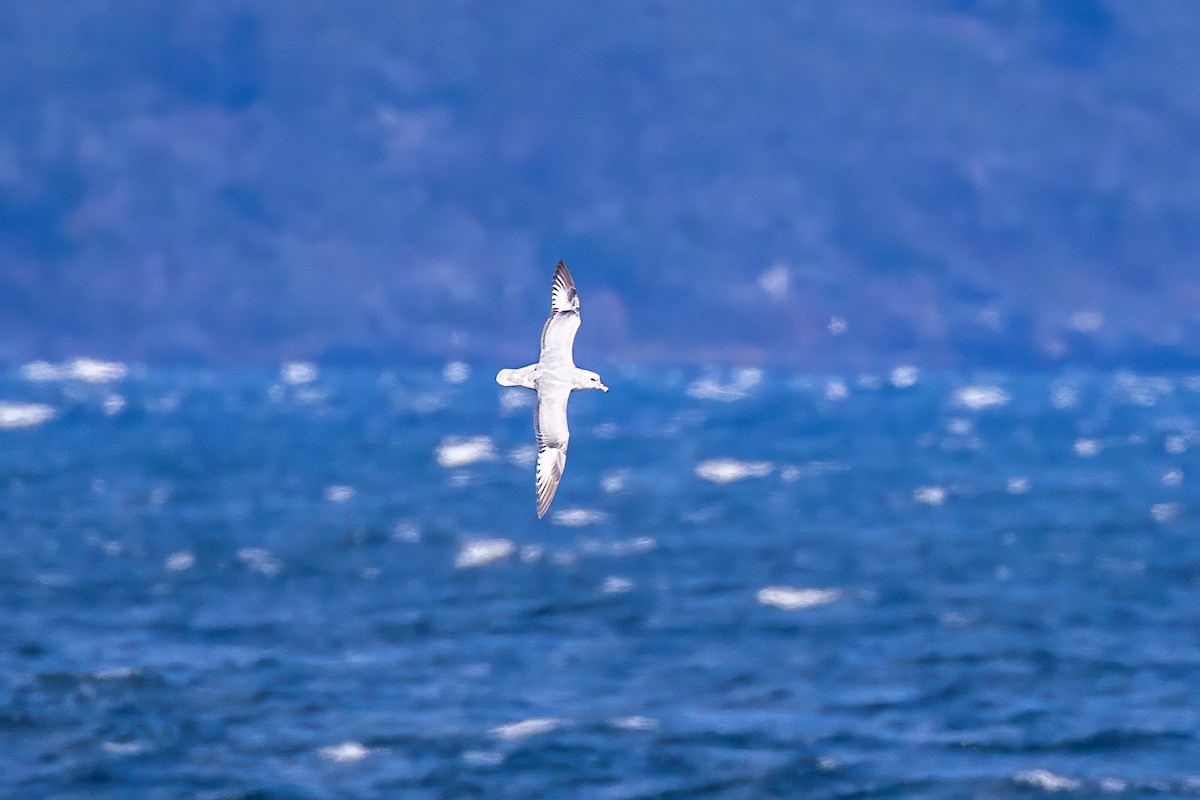 Southern Fulmar - ML647420233