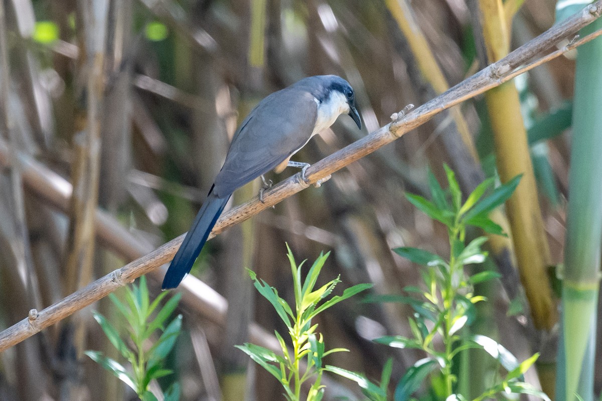 Dark-billed Cuckoo - ML647420236