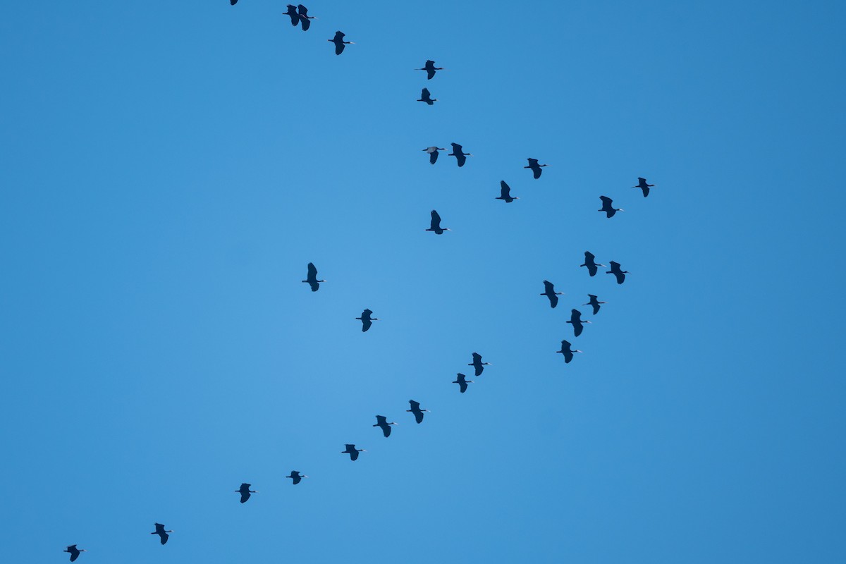 Bare-faced Ibis - ML647420249