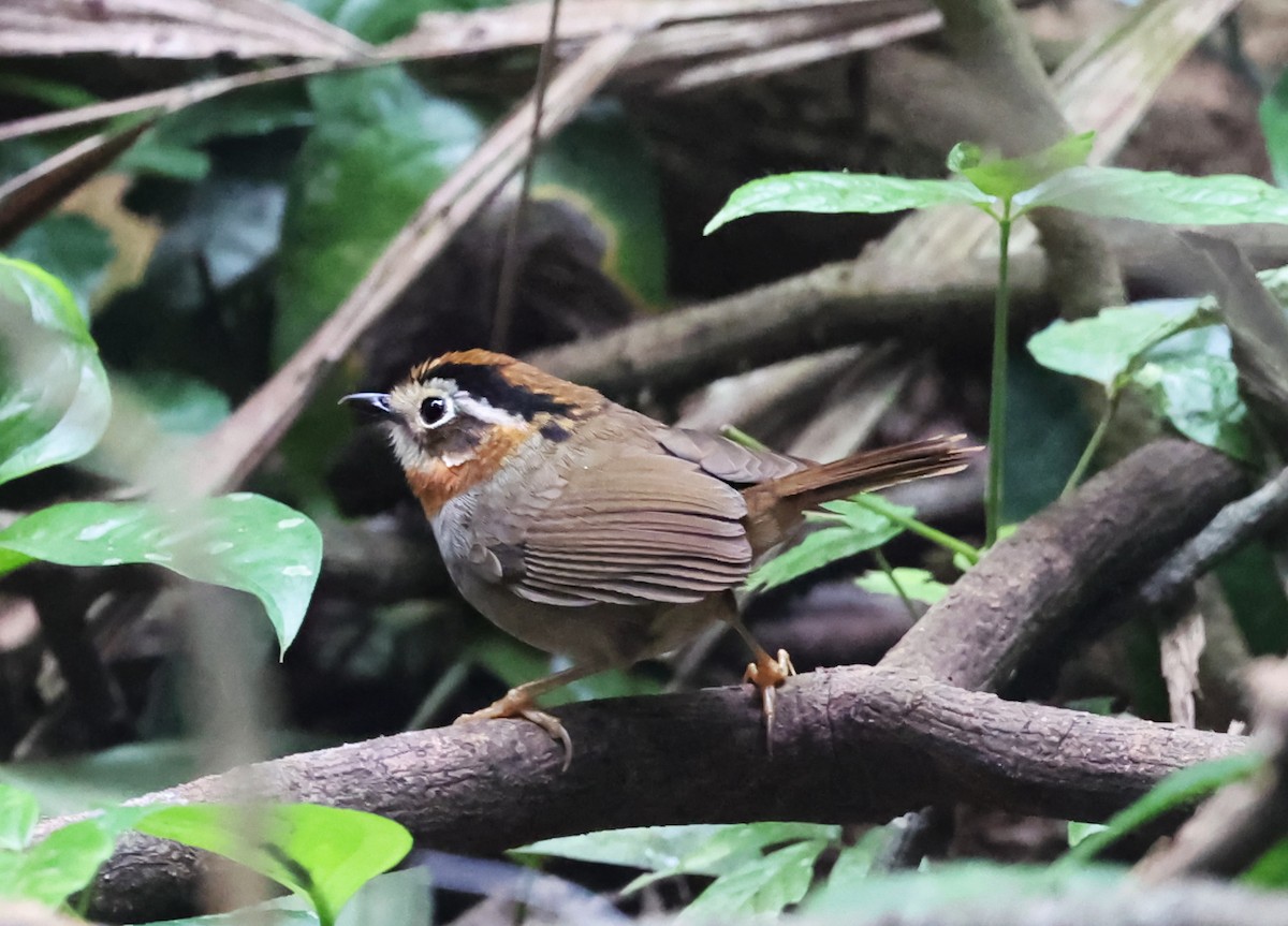 Rufous-throated Fulvetta - ML647420250