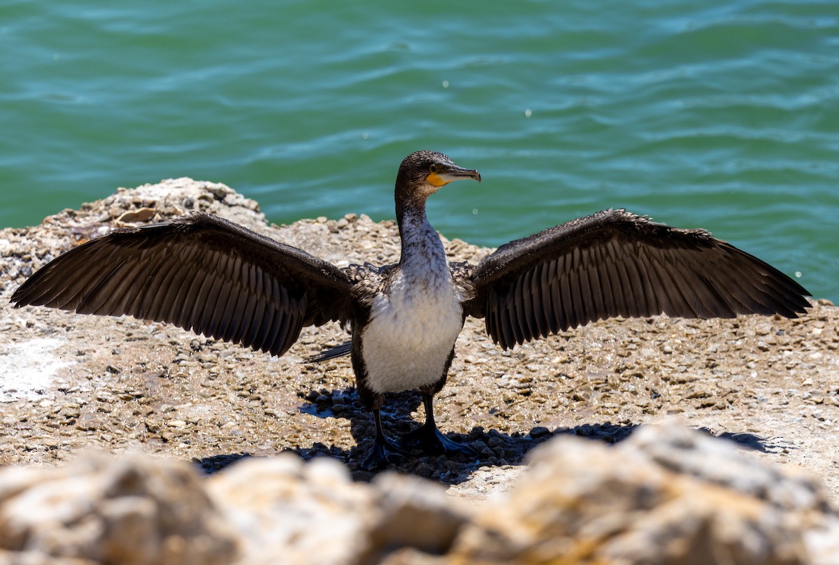 storskarv - ML647420286