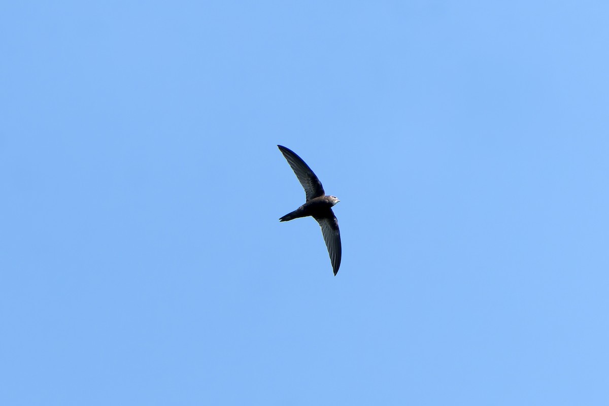 Mauersegler - ML647420297