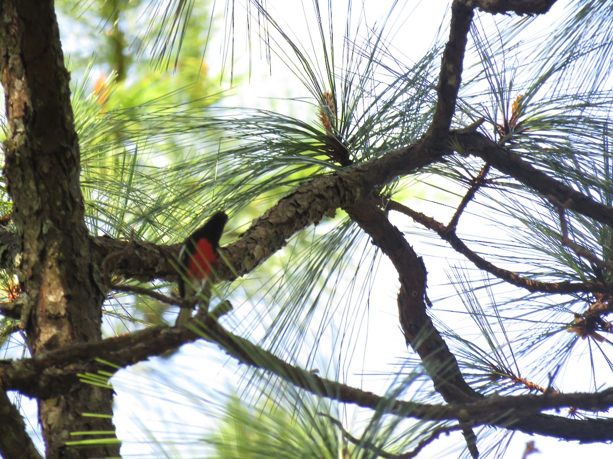 Painted Redstart - ML647420298