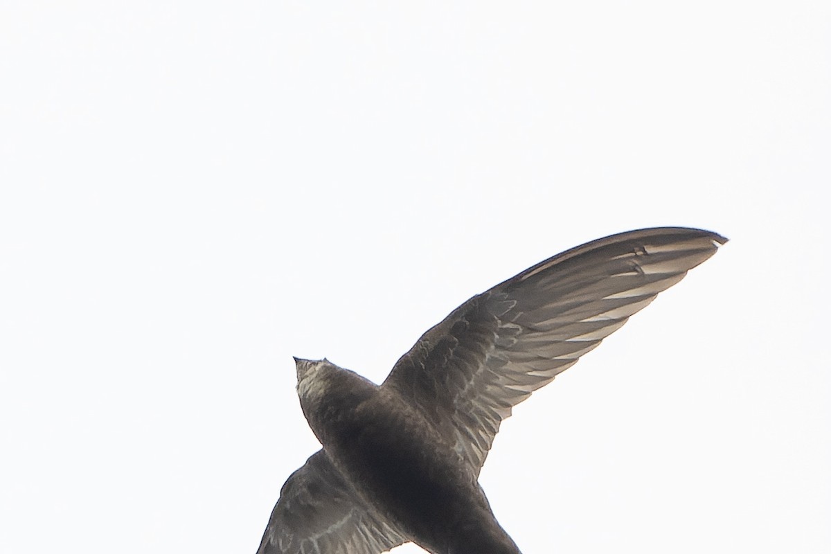 Common Swift - ML647420300