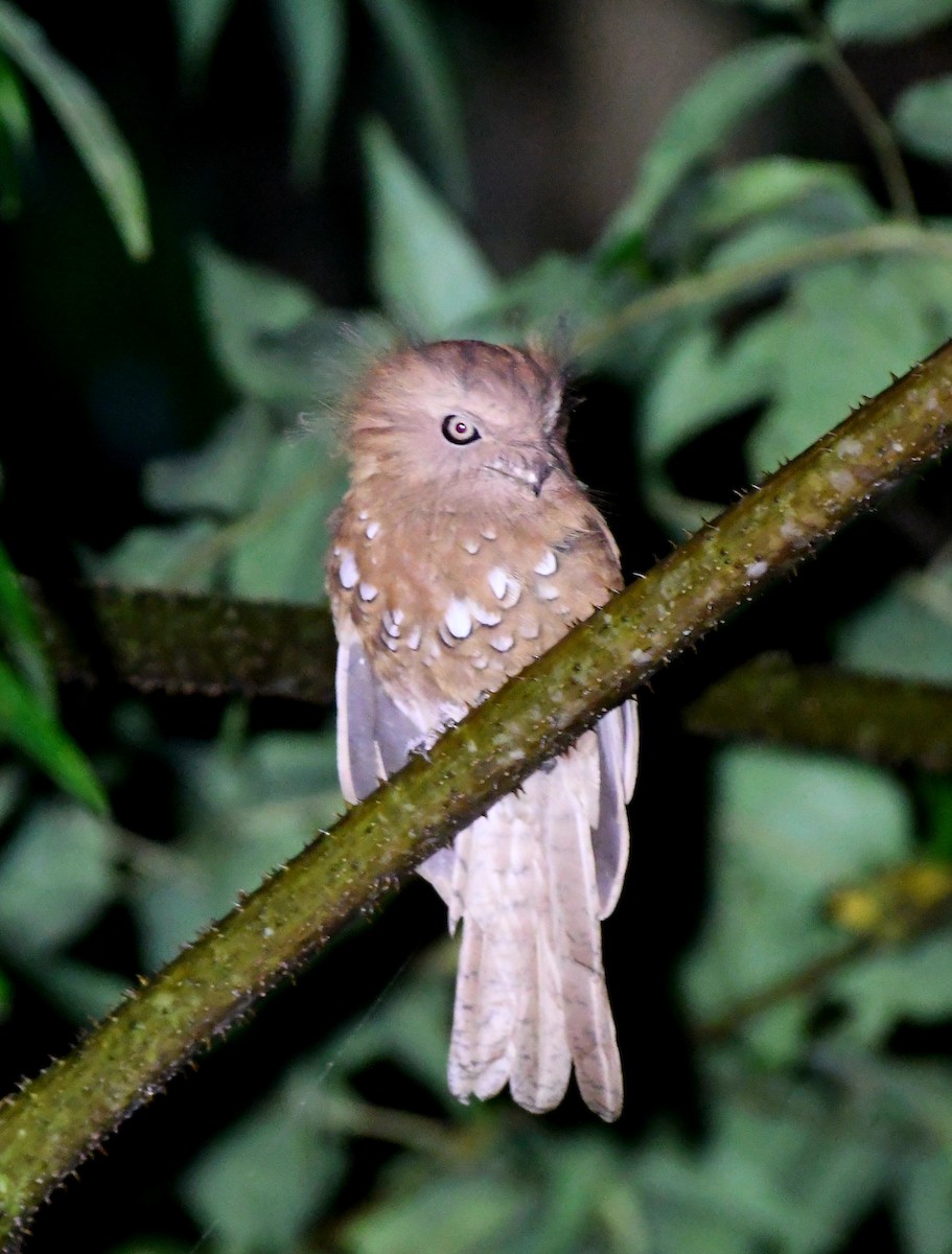 Hodgson's Frogmouth - ML647420301