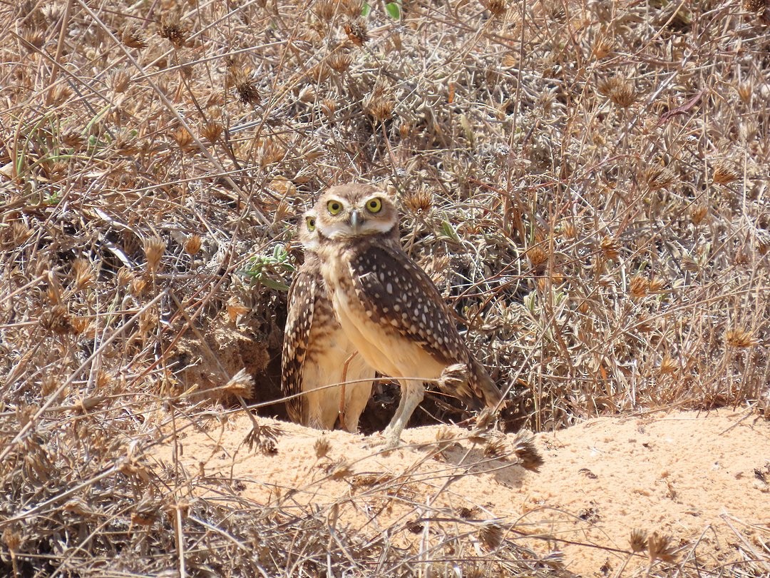 Burrowing Owl - ML647420303
