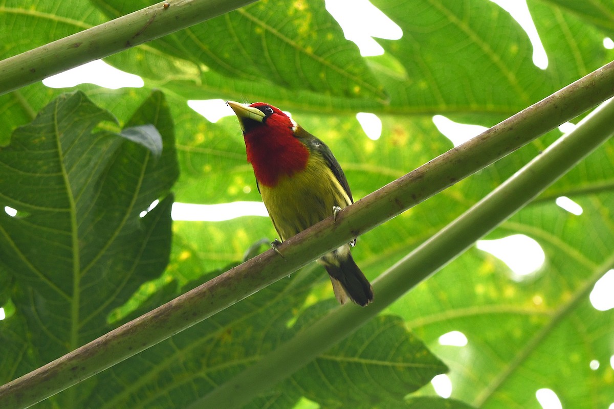 Red-headed Barbet - ML647420304