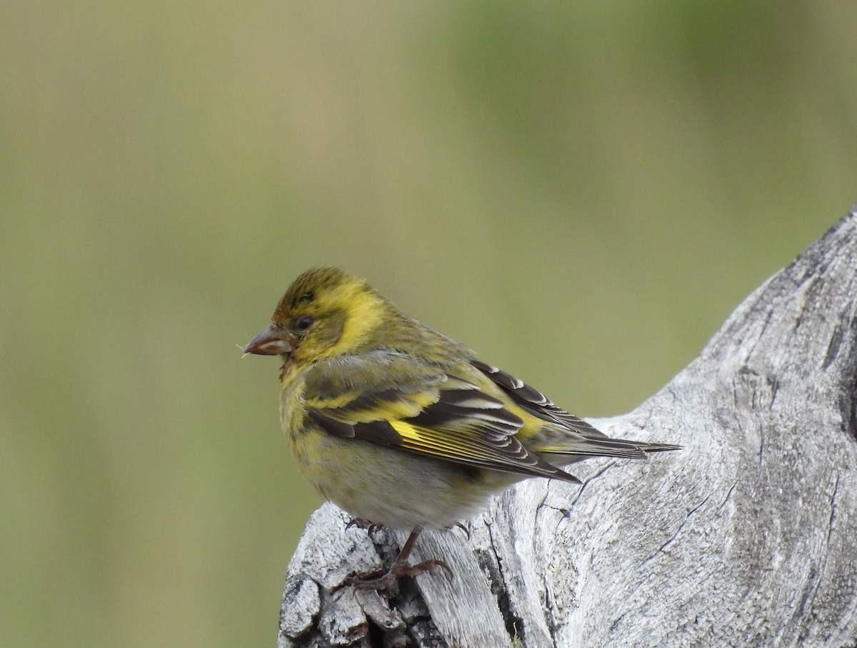 Black-chinned Siskin - ML647420306
