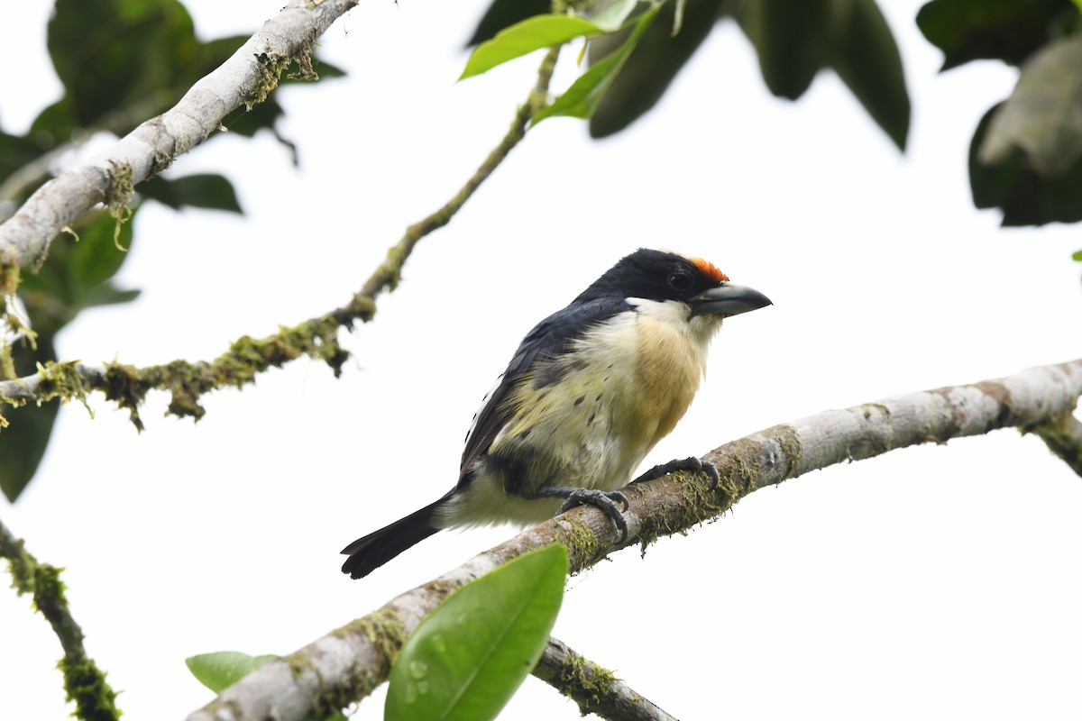 Orange-fronted Barbet - ML647420309
