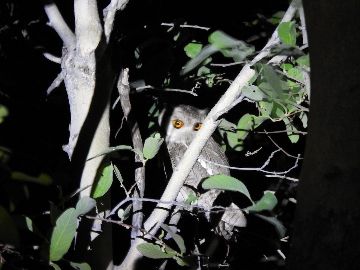Southern White-faced Owl - ML647420310