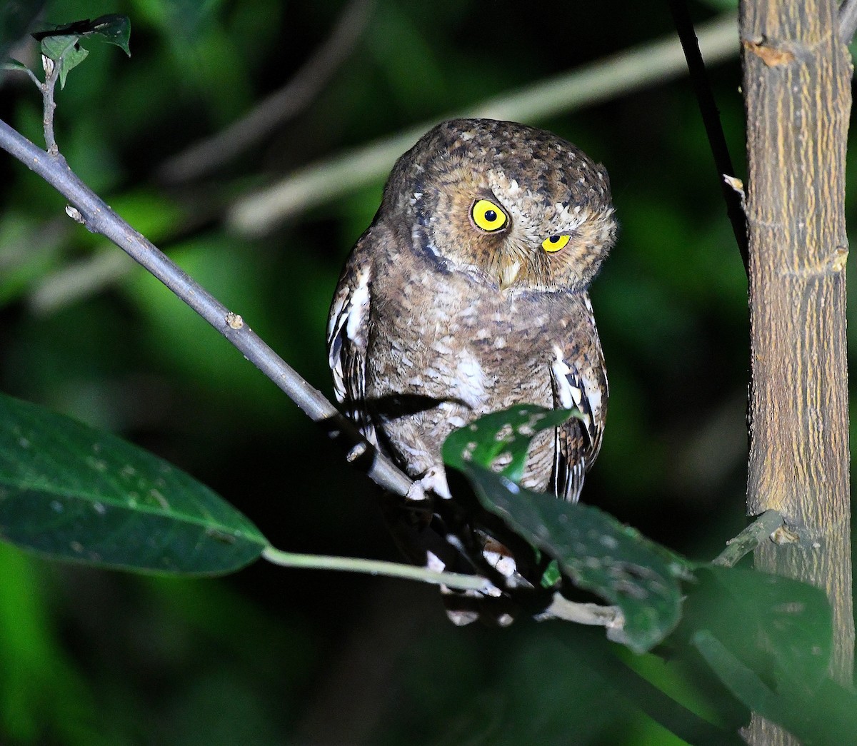 Mountain Scops-Owl - ML647420311