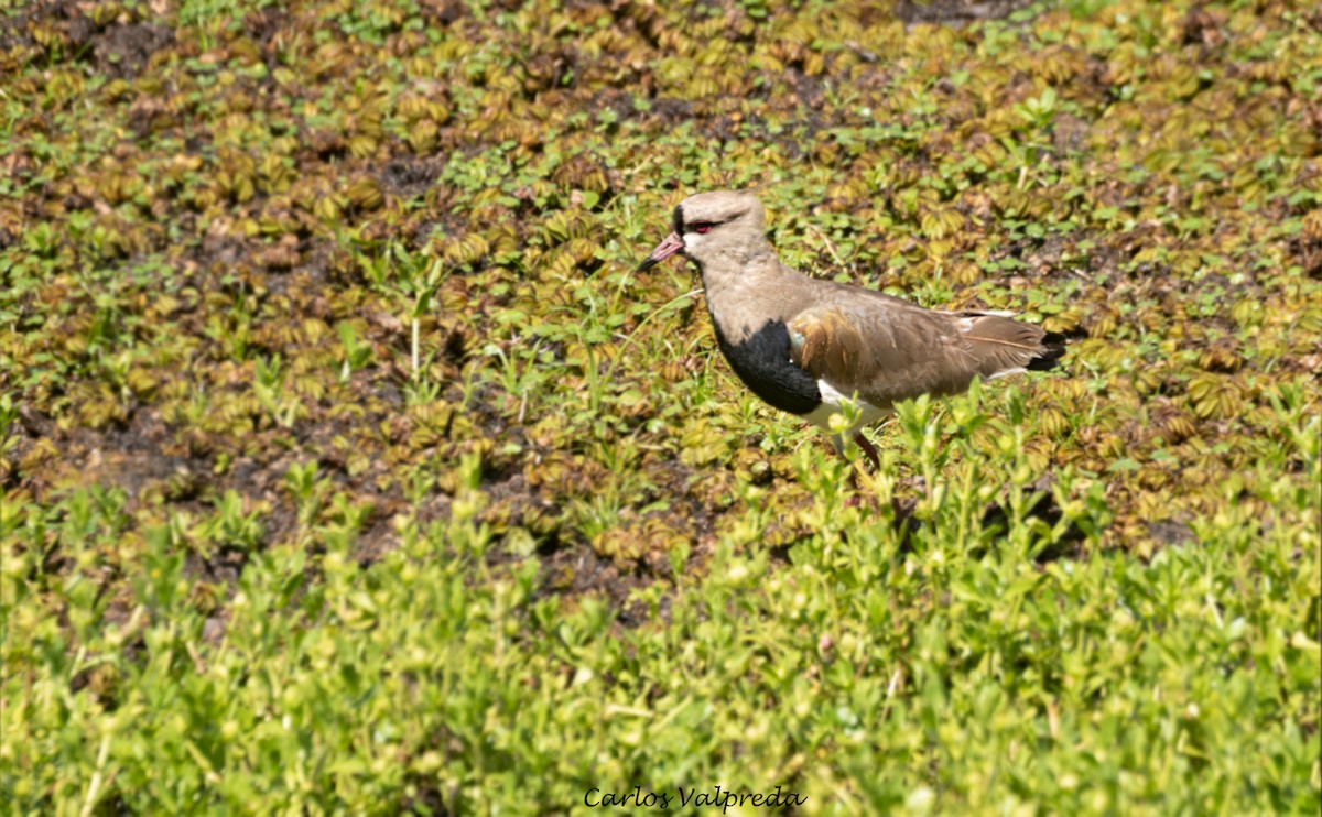 Southern Lapwing - ML647420312