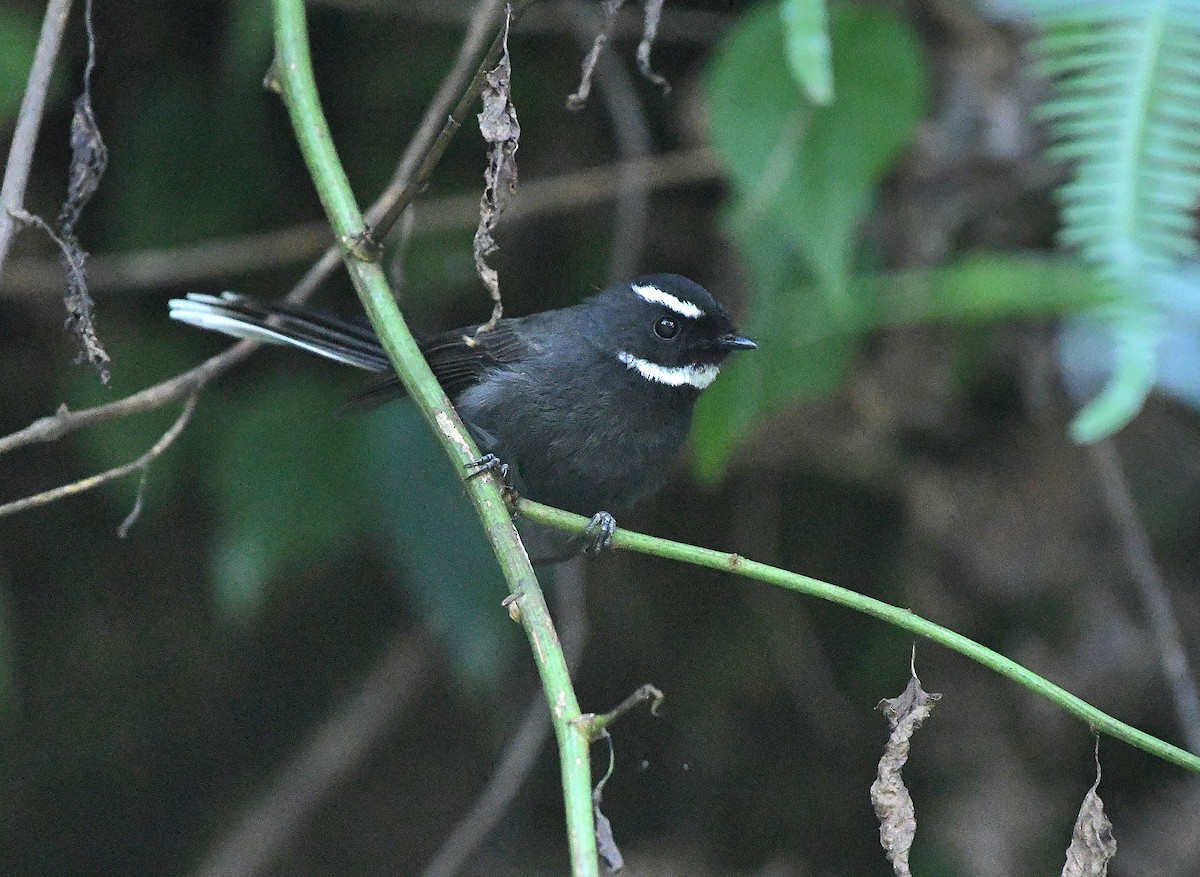 White-throated Fantail - ML647420313