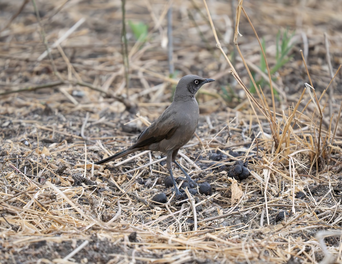 Ashy Starling - ML647420314