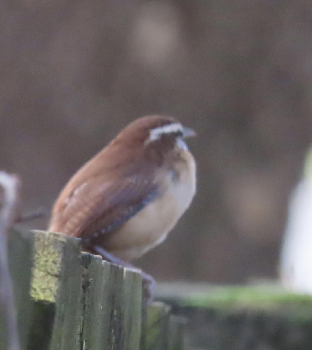 Carolina Wren - ML647420315