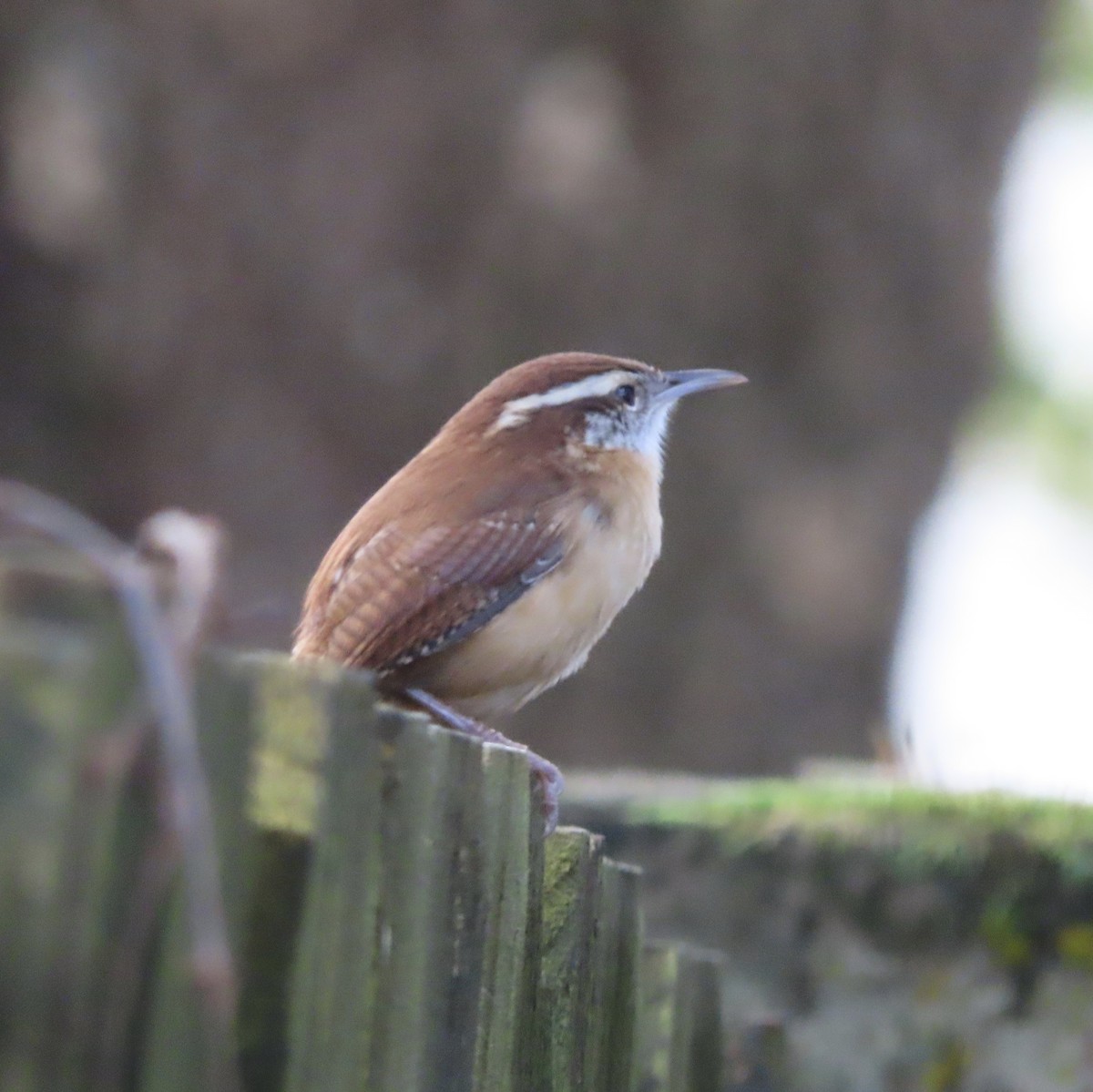 Carolina Wren - ML647420316