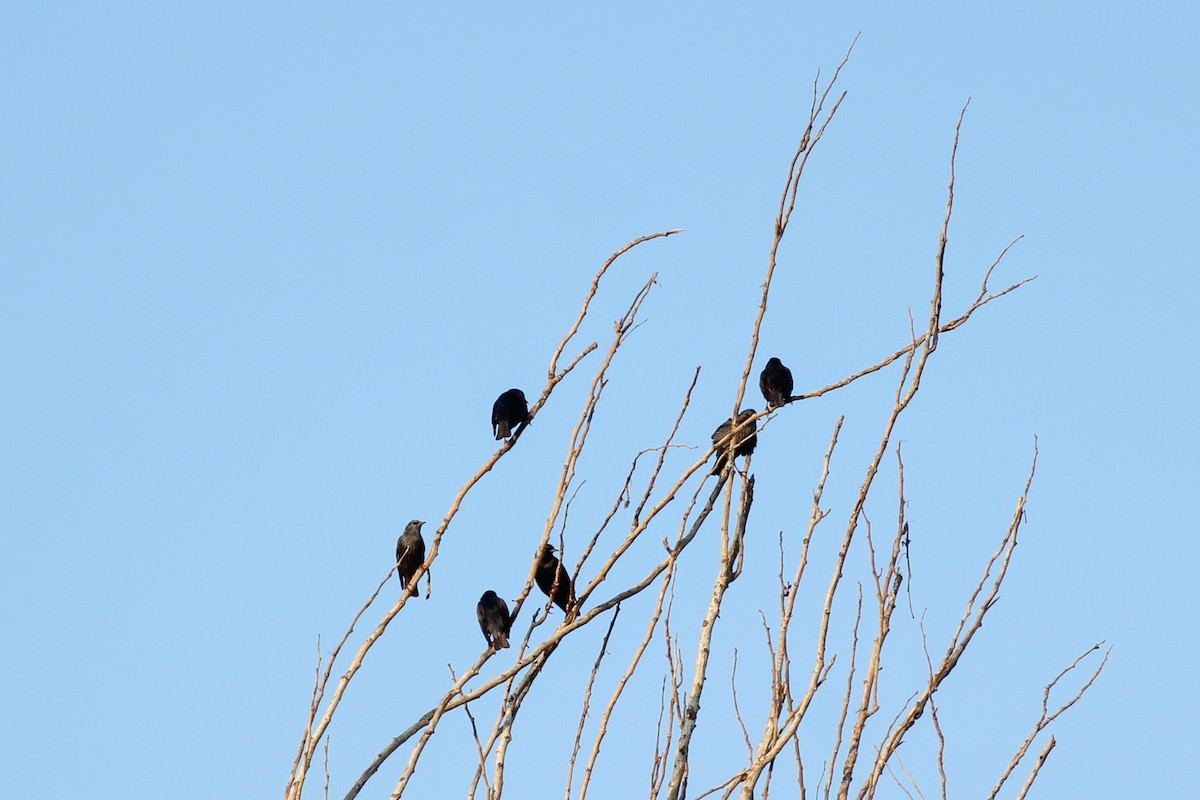 Spotless Starling - ML647420320