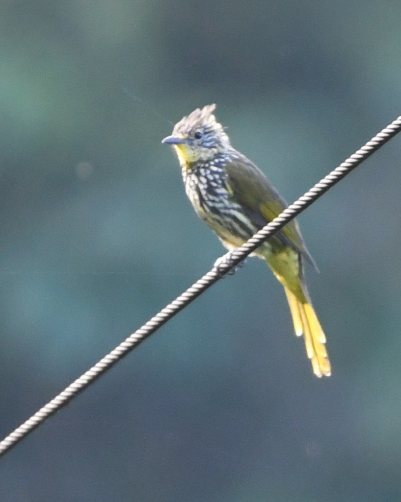 Striated Bulbul - ML647420321