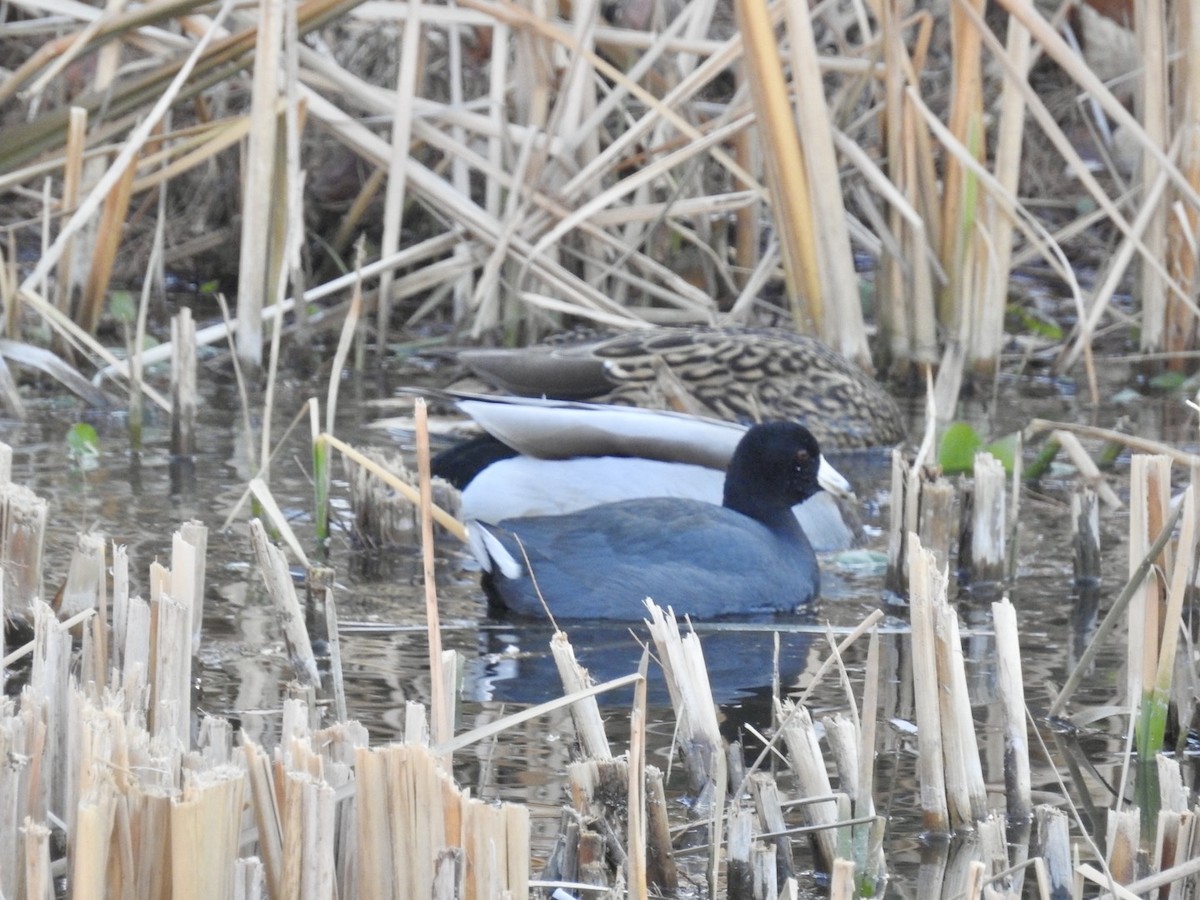 Mallard - ML647420323