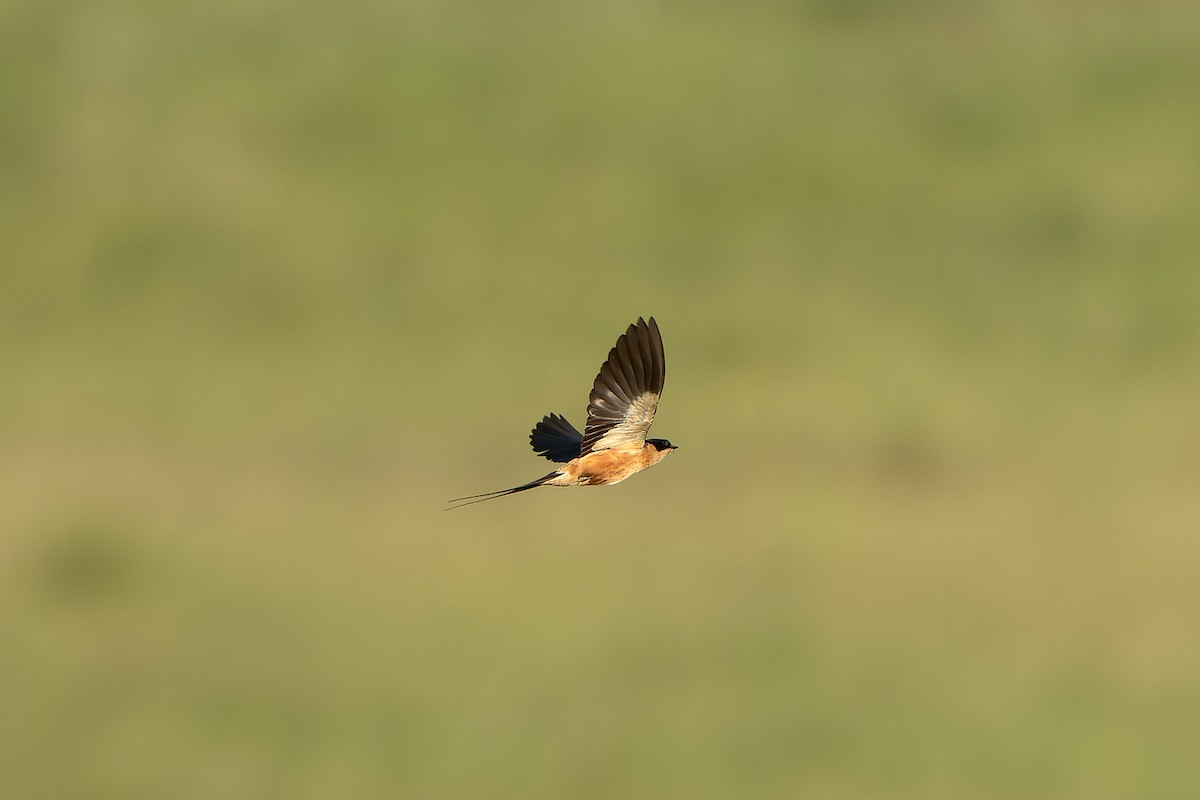 Rufous-chested Swallow - ML647420324