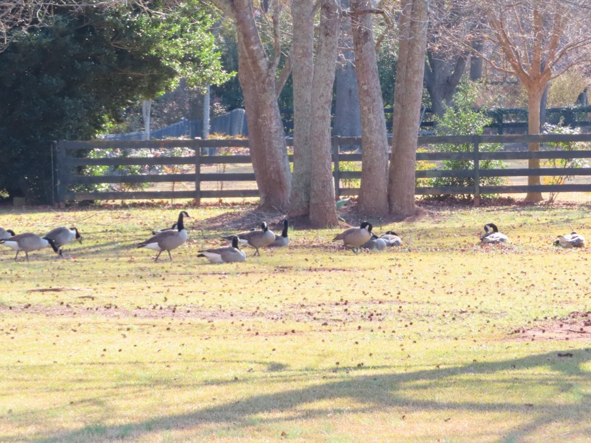 Canada Goose - ML647420325