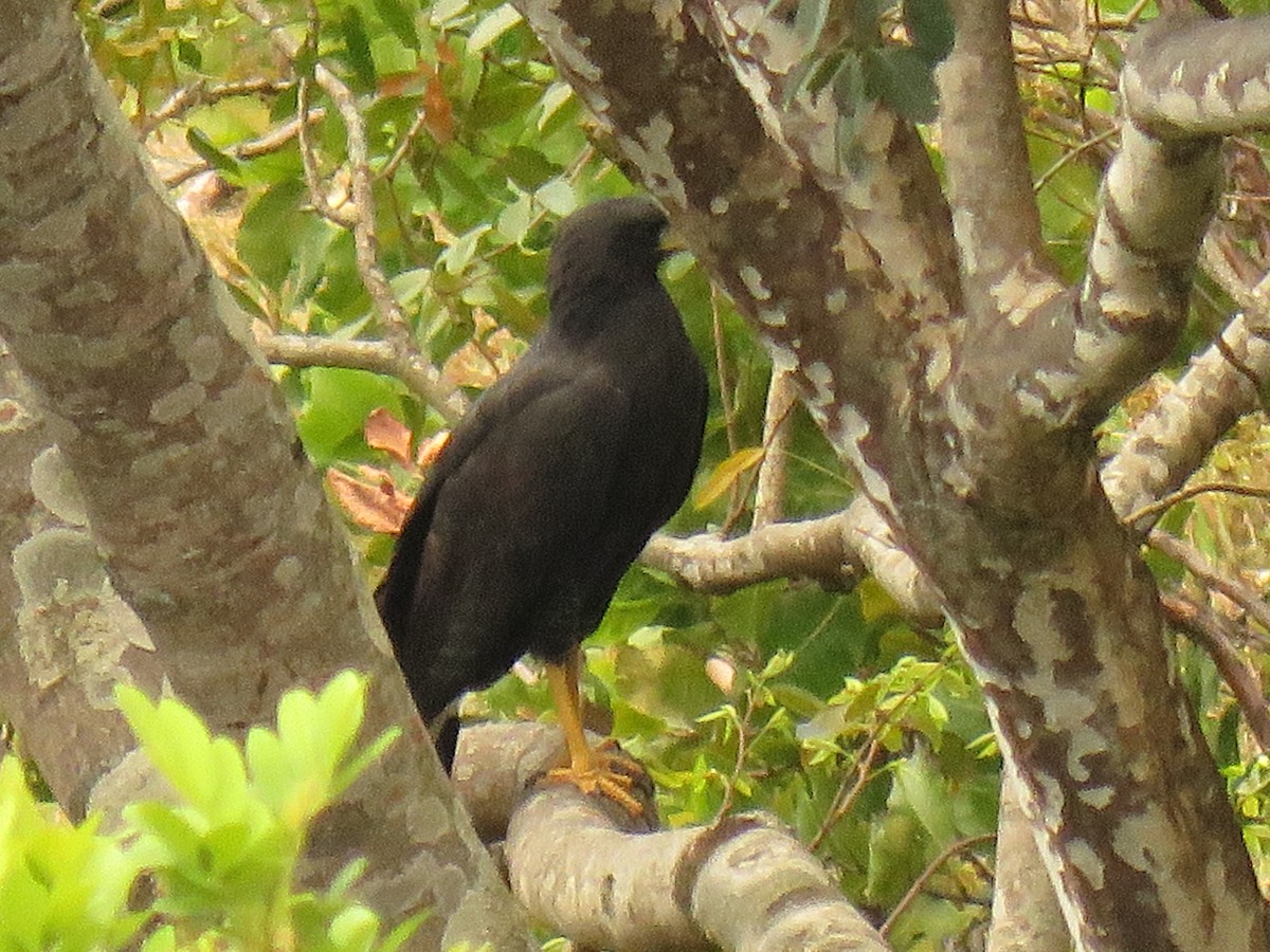 Great Black Hawk - ML647420326