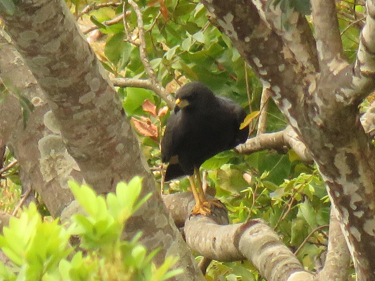 Great Black Hawk - ML647420327