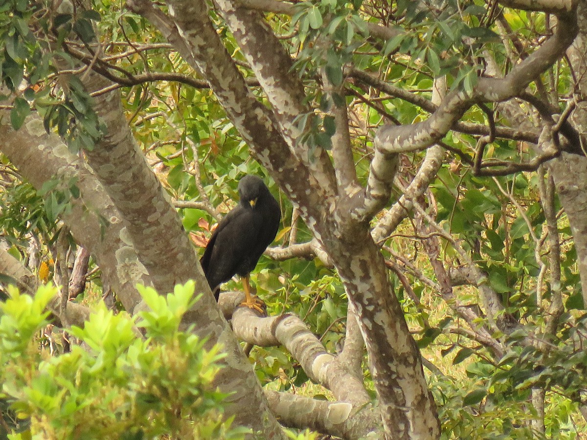 Great Black Hawk - ML647420328