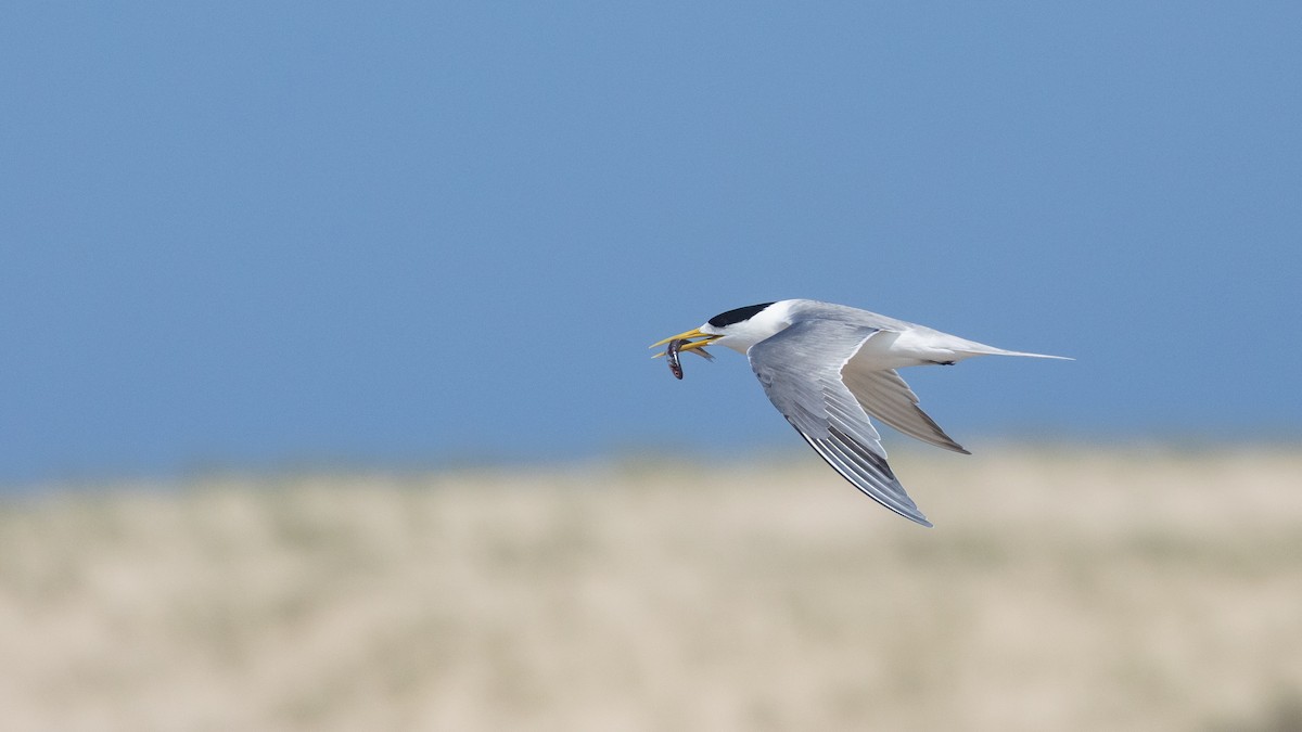 Great Crested Tern - ML647420329