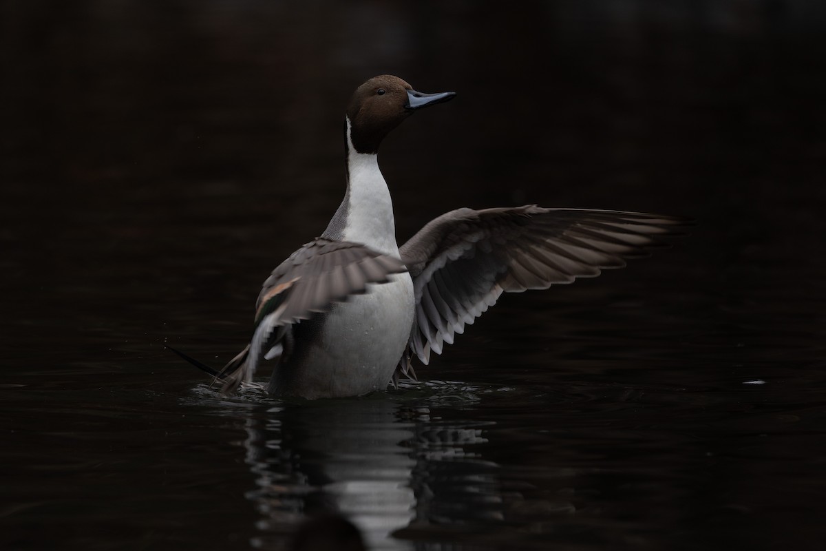 Northern Pintail - ML647420331