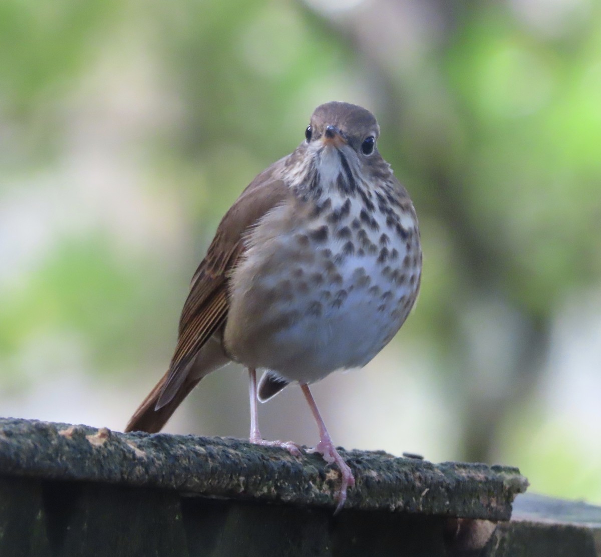 Hermit Thrush - ML647420332