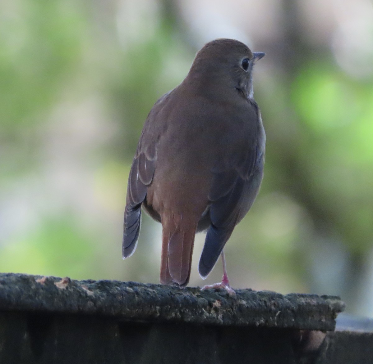 Hermit Thrush - ML647420333