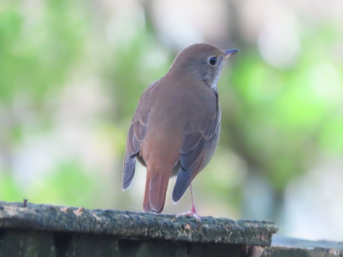 Hermit Thrush - ML647420334