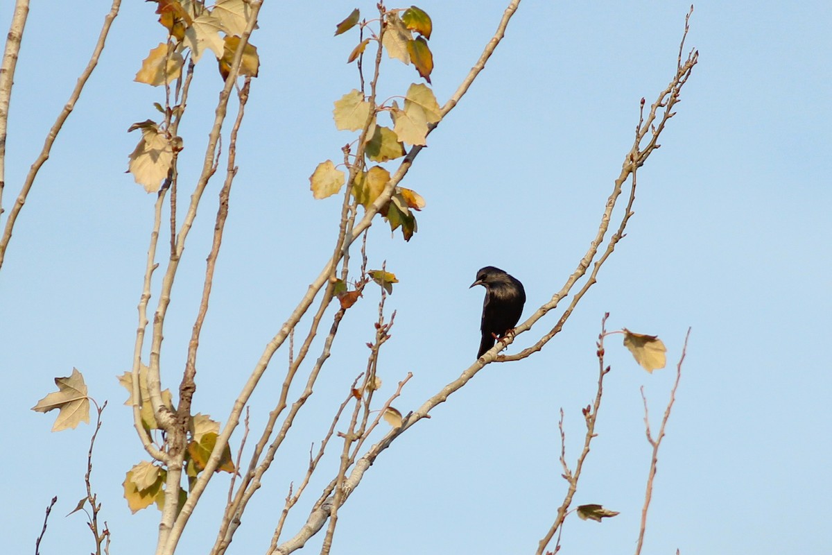 Spotless Starling - ML647420335